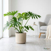 Philodendron Selloum plant in a beige planter