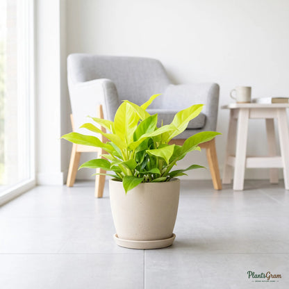 Philodendron Moonshine plant with solid lime-green leaves in a planter