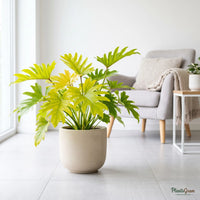 Philodendron Xanadu plant with deeply lobed golden-green leaves in a planter