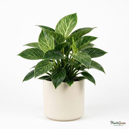Philodendron Birkin plant in white pot