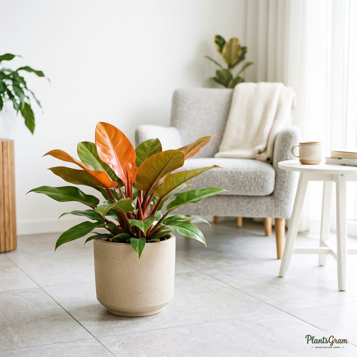 Philodendron Prince of Orange plant on tiled floor