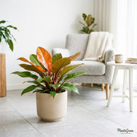 Philodendron Prince of Orange plant on tiled floor