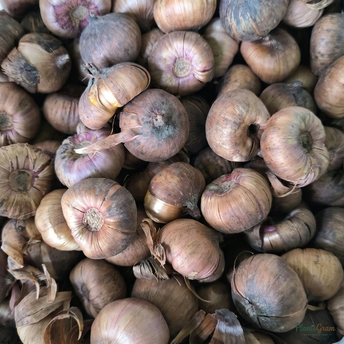 Close-up of healthy Gladiolus corms (flower bulbs) ready for planting