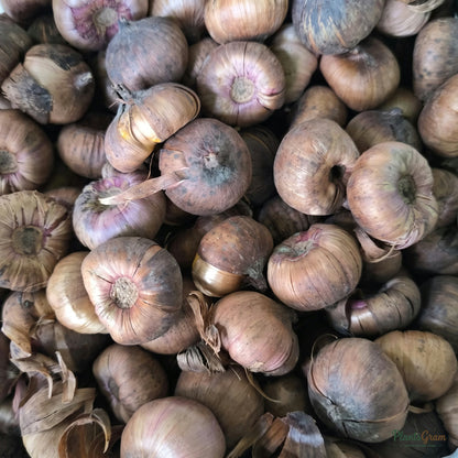 Close-up of healthy Gladiolus corms (flower bulbs) ready for planting