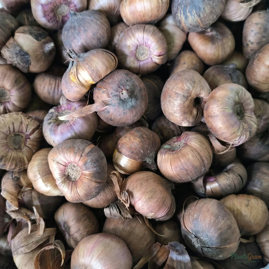 Close-up of healthy Gladiolus corms (flower bulbs) ready for planting