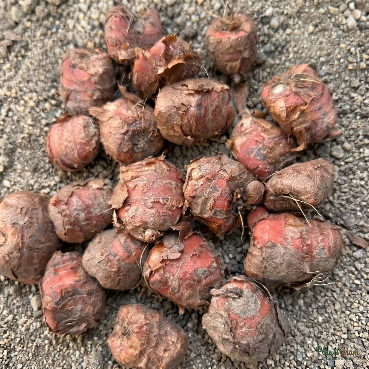 Pile of Sparaxis flower bulbs before planting