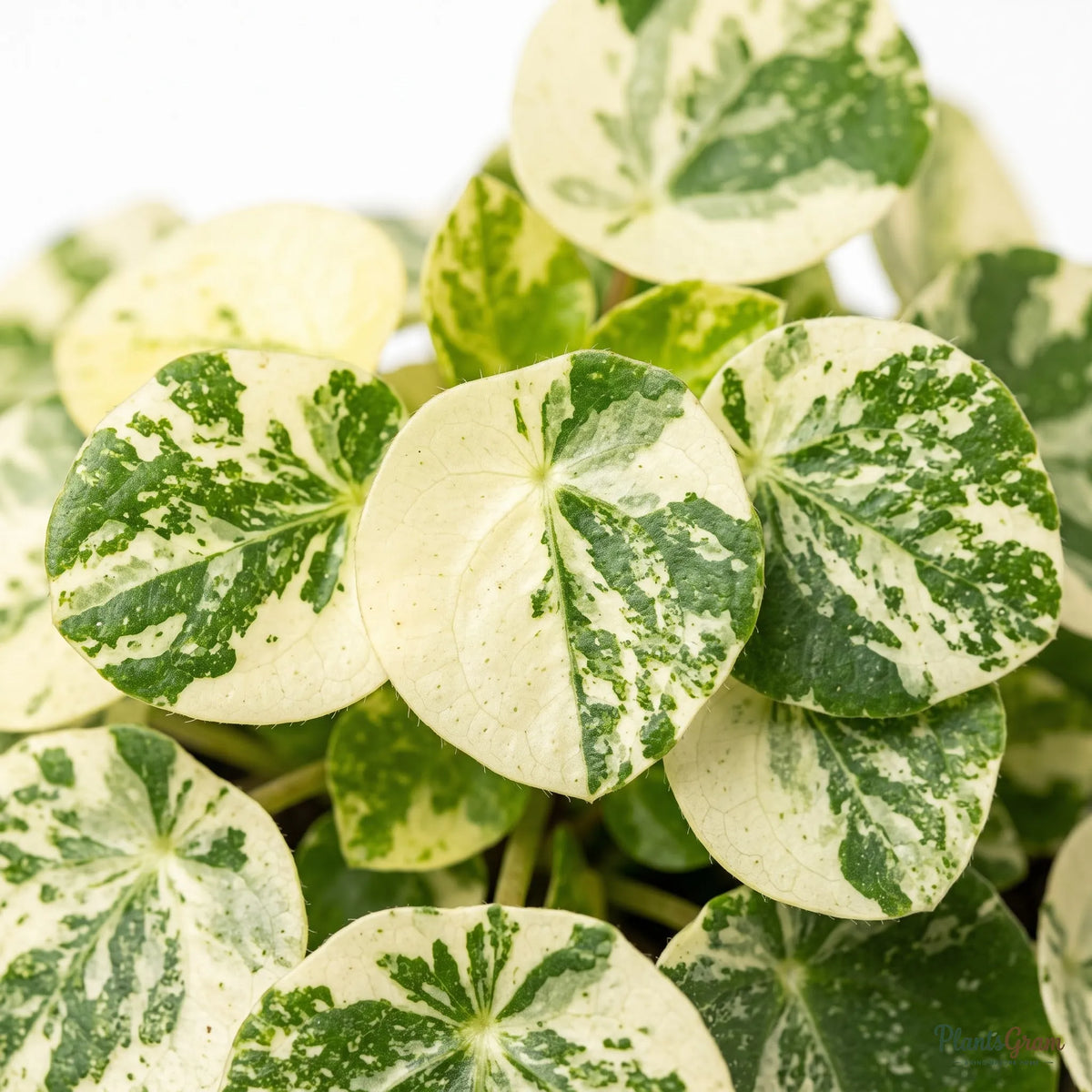 Pilea (Variegated)