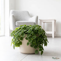 Pilea Green plant in a beige planter
