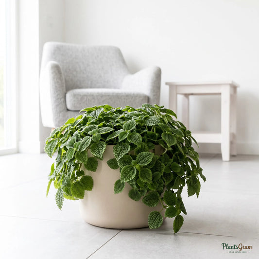 Pilea Green plant in a beige planter