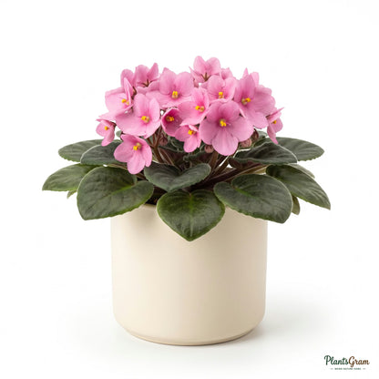 Pink African Violet plant in a planter, alternate angle