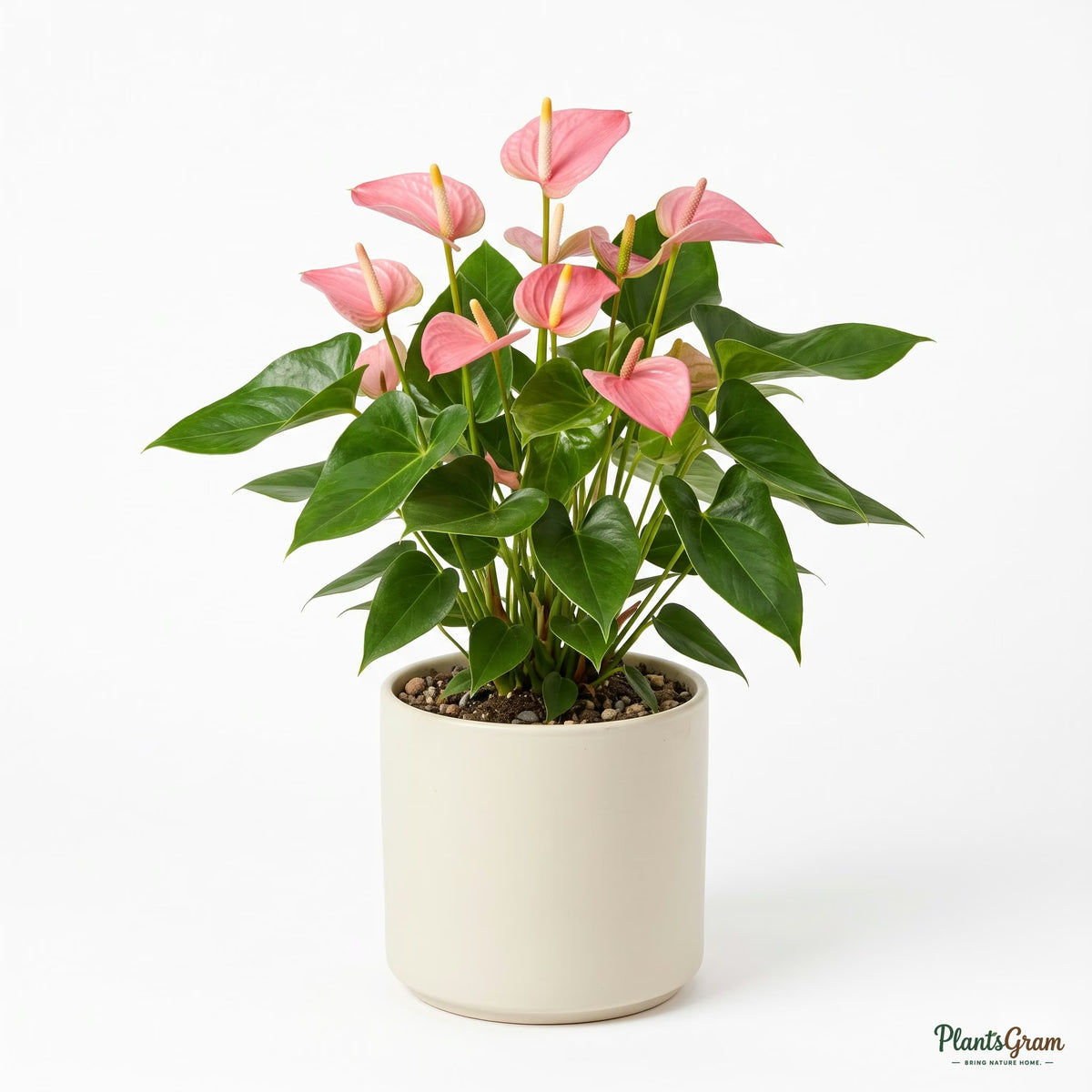 Potted pink Anthurium plant
