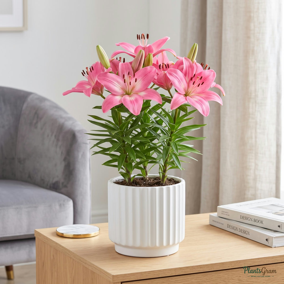 Pink Asiatic Lily in bloom, potted