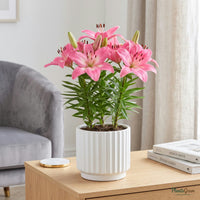 Pink Asiatic Lily in bloom, potted