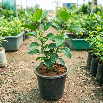 Light pink Hibiscus sapling in a nursery pot
