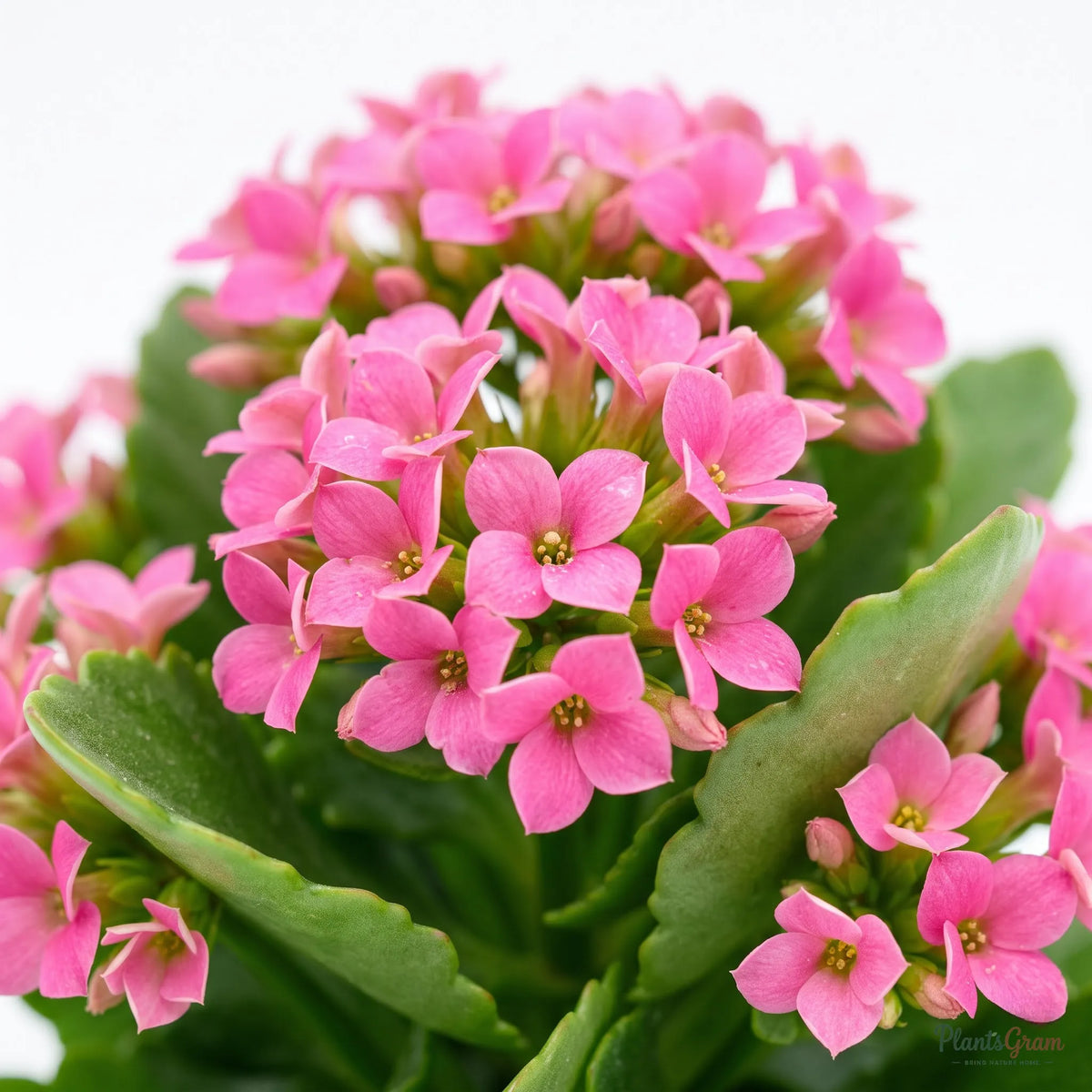 Pink Kalanchoe flowers blooming