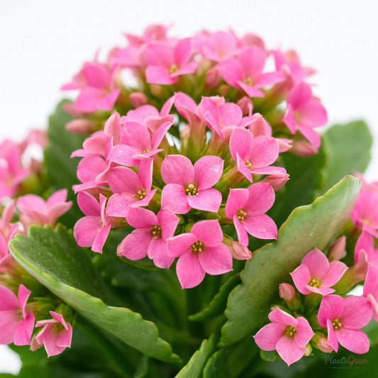 Pink Kalanchoe flowers blooming