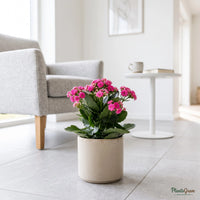 Pink Kalanchoe plant in a planter