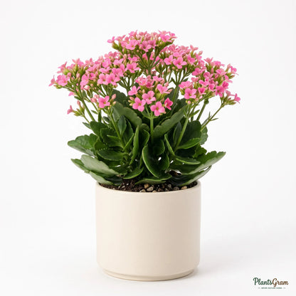 Potted pink Kalanchoe plant