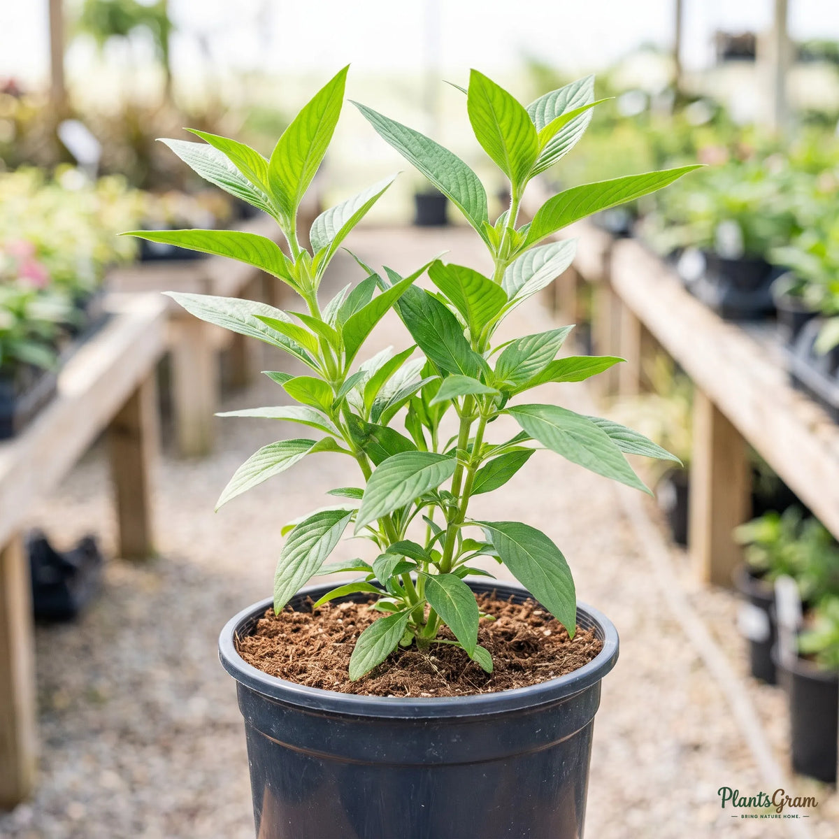 Pink Pentas sapling in a black nursery pot