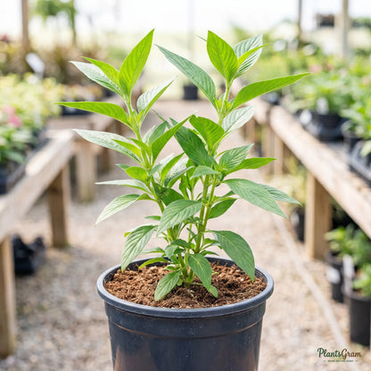 Pink Pentas sapling in a black nursery pot