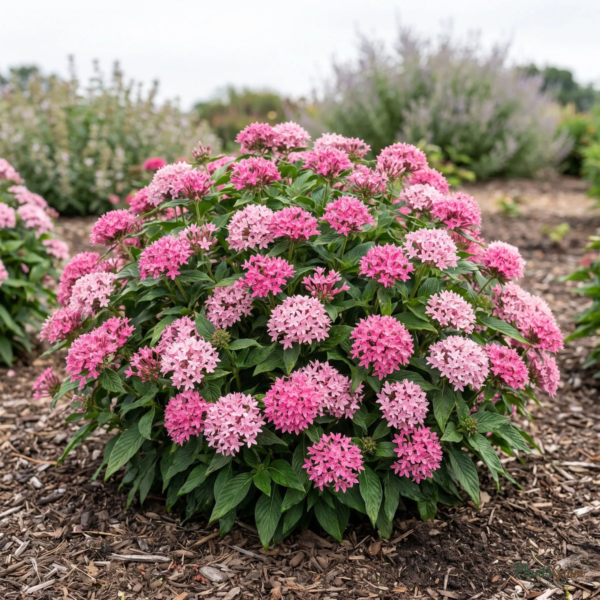 Pink Pentas shrub in full bloom