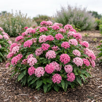 Pink Pentas shrub in full bloom