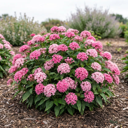 Pink Pentas shrub in full bloom
