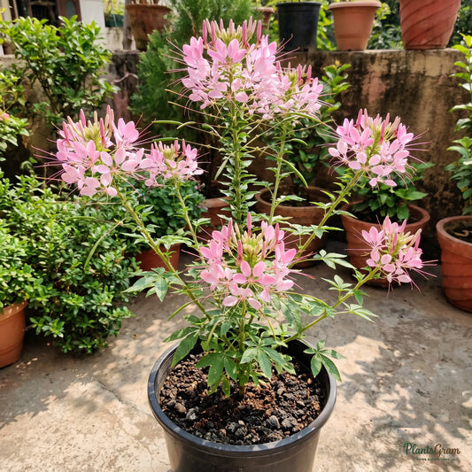 Cleome Pink Queen Seeds