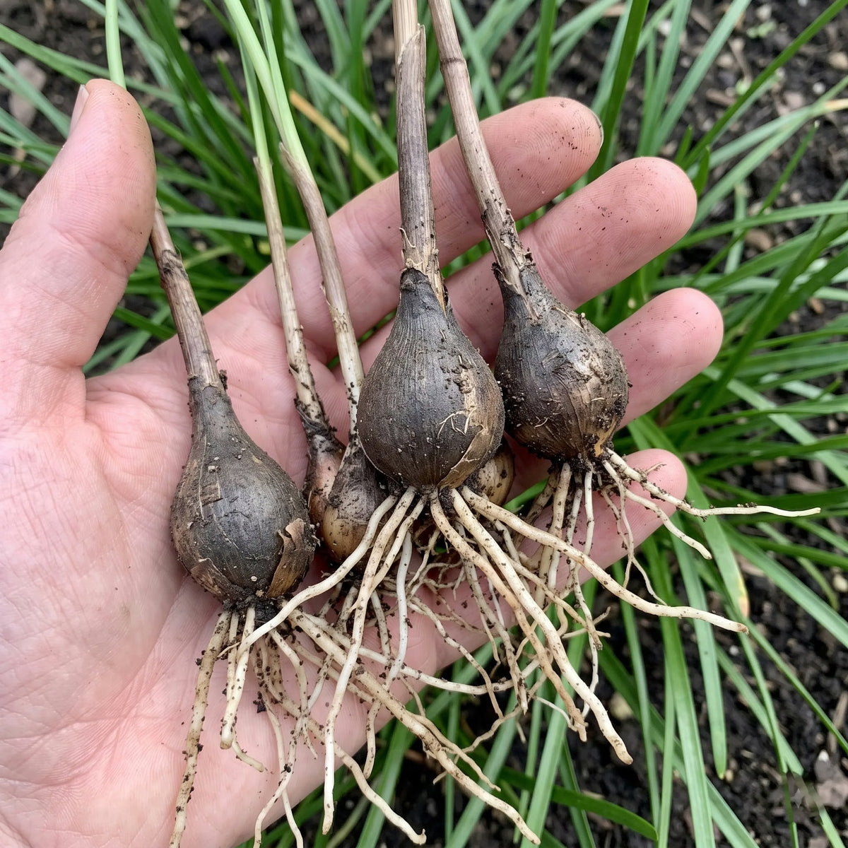 Rain lily flower bulbs held in hand, ready for planting