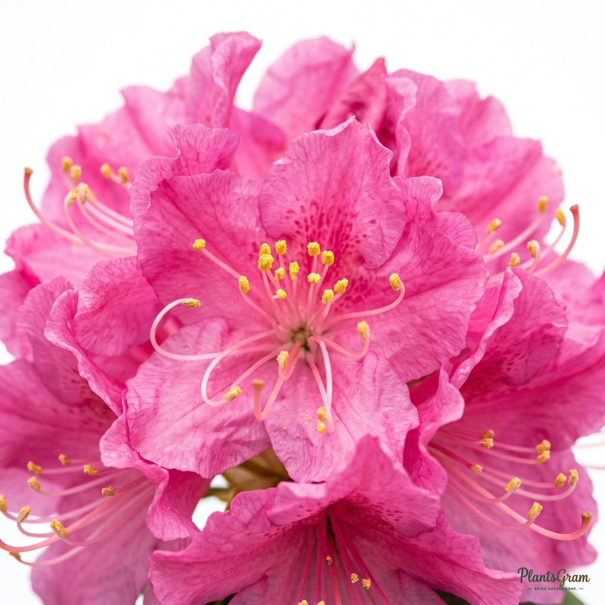 Close-up macro of pink azalea flowers