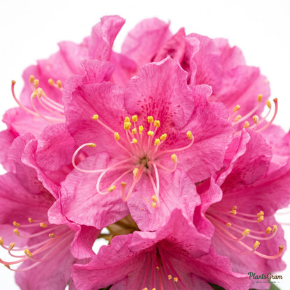 Close-up macro of pink azalea flowers