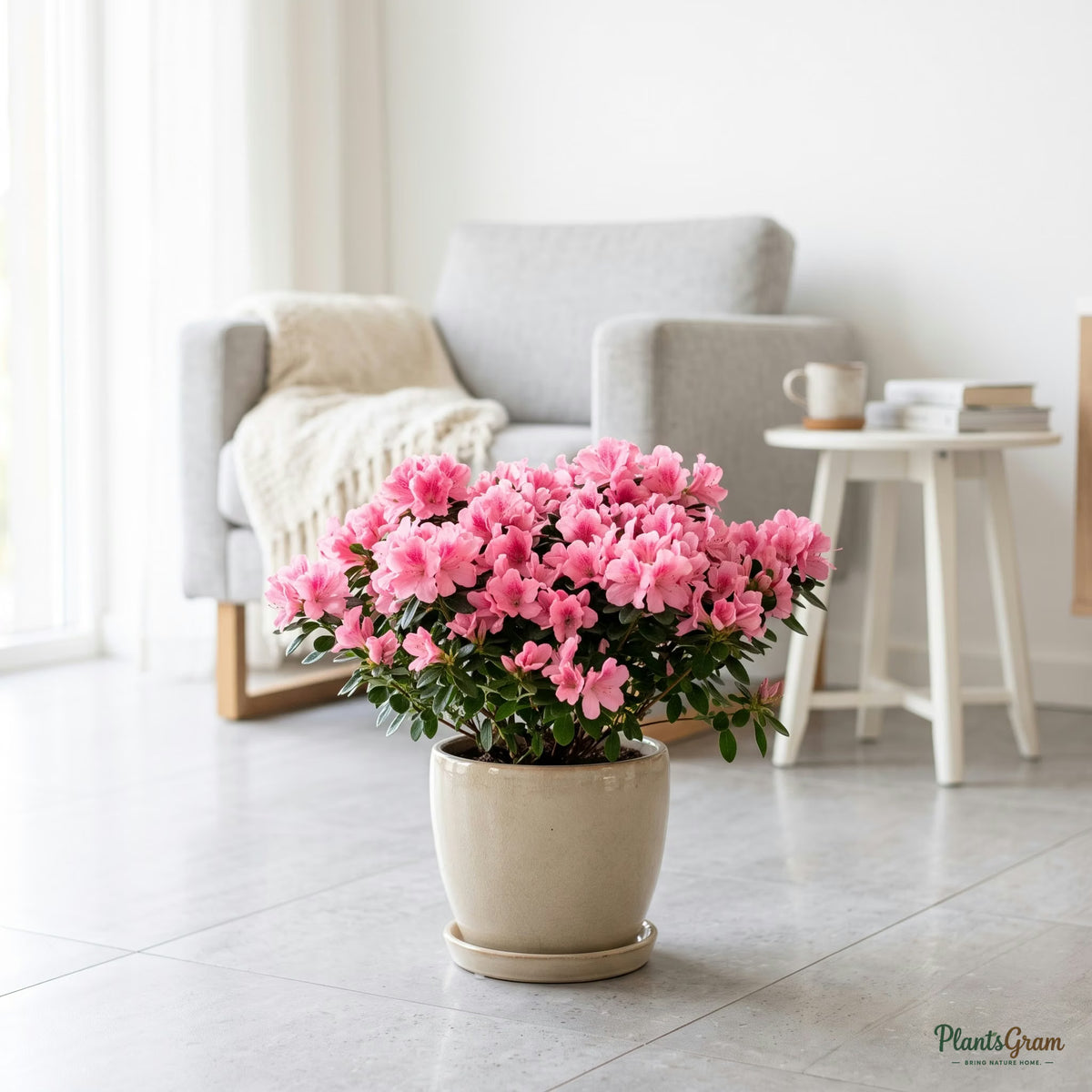 Pink azalea plant in full bloom in a planter