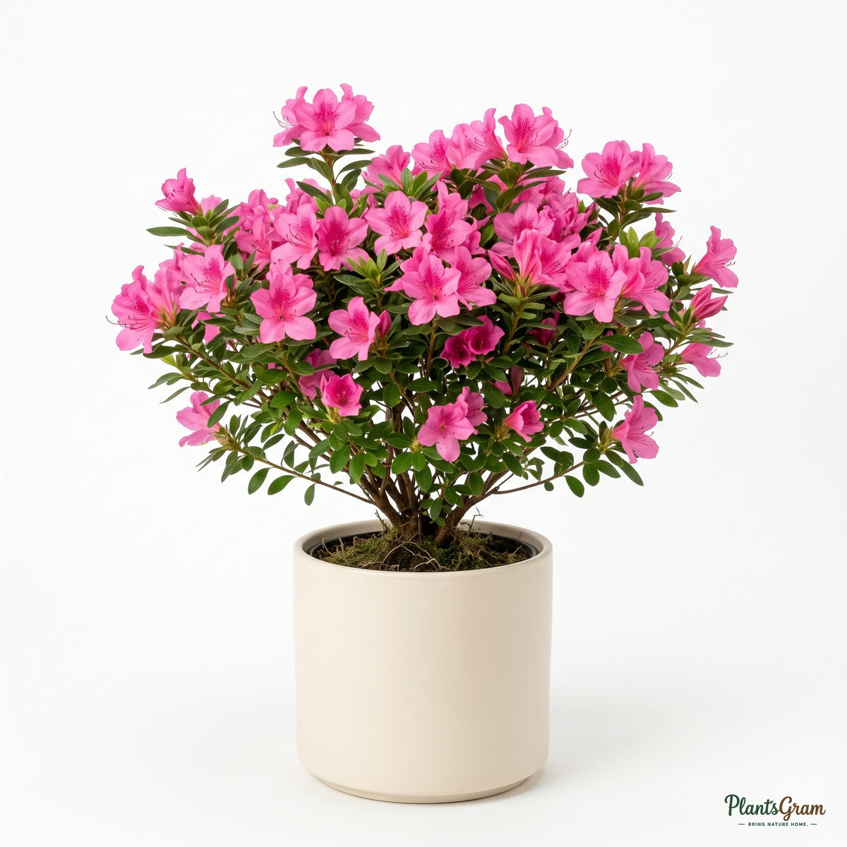 Pink azalea plant in a pot