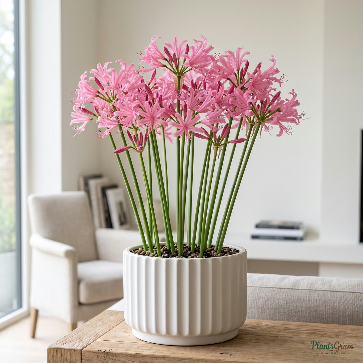 Nerine bowdenii pink flower blooming in a planter