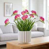 Pink Freesia flowers blooming in a planter