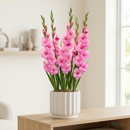 Pink Gladiolus flowers blooming in a planter