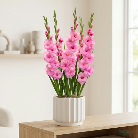 Pink Gladiolus flowers blooming in a planter