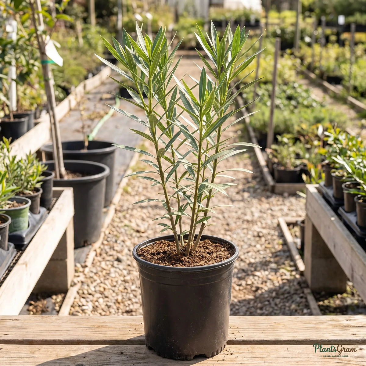 Nerium Pink Single sapling in a nursery pot