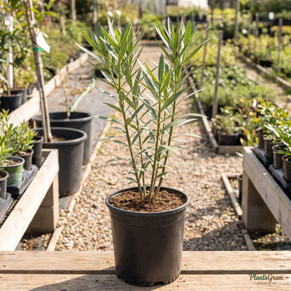 Nerium Pink Single sapling in a nursery pot