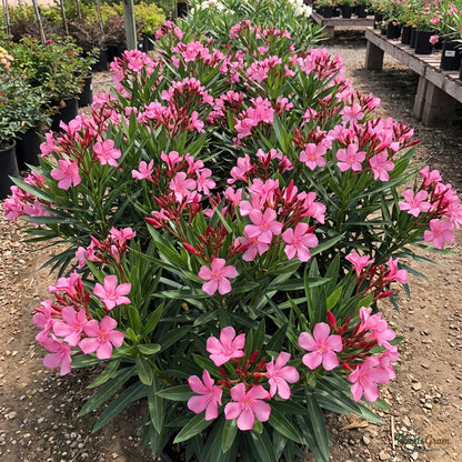 Nerium Pink Single (oleander) shrub blooming outdoors with clusters of pink flowers