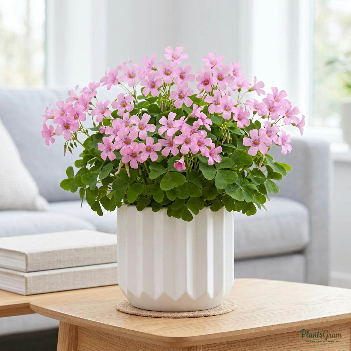 Pink Oxalis flower plant in a planter