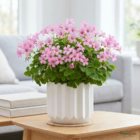Pink Oxalis flower plant in a planter