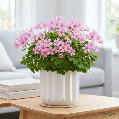 Pink Oxalis flower plant in a planter