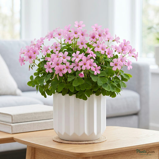 Pink Oxalis flower plant in a planter
