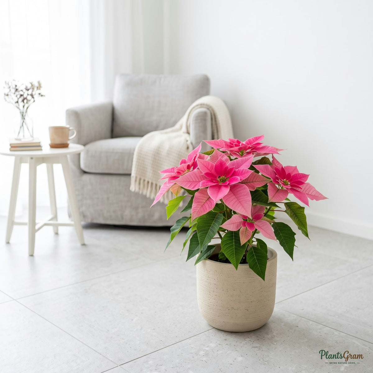 Pink poinsettia plant in a planter