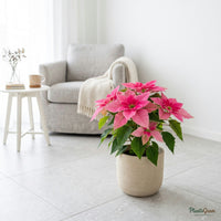 Pink poinsettia plant in a planter