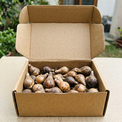 Rain lily flower bulbs packaged for shipping