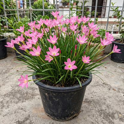 Pine rain lily plant blooming in a pot