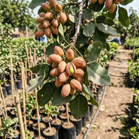 Pistachio (Grafted) - Fruit Plant