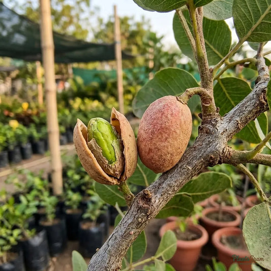 Pistachio (Grafted) - Fruit Plant